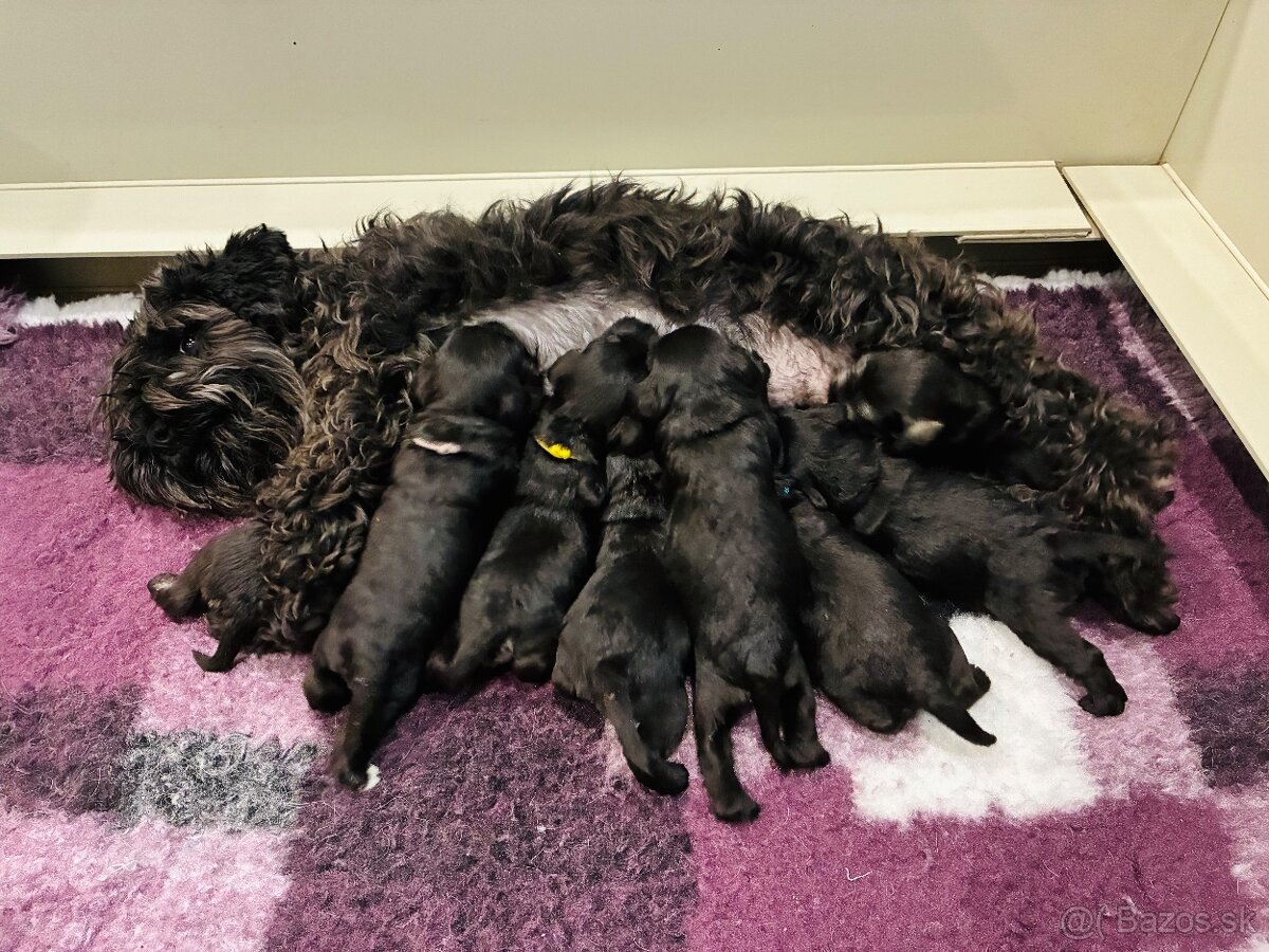 Bradáč malý - šteniatka s PP - 7