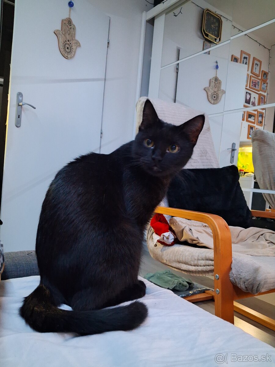 Darujem mačičku - 7
