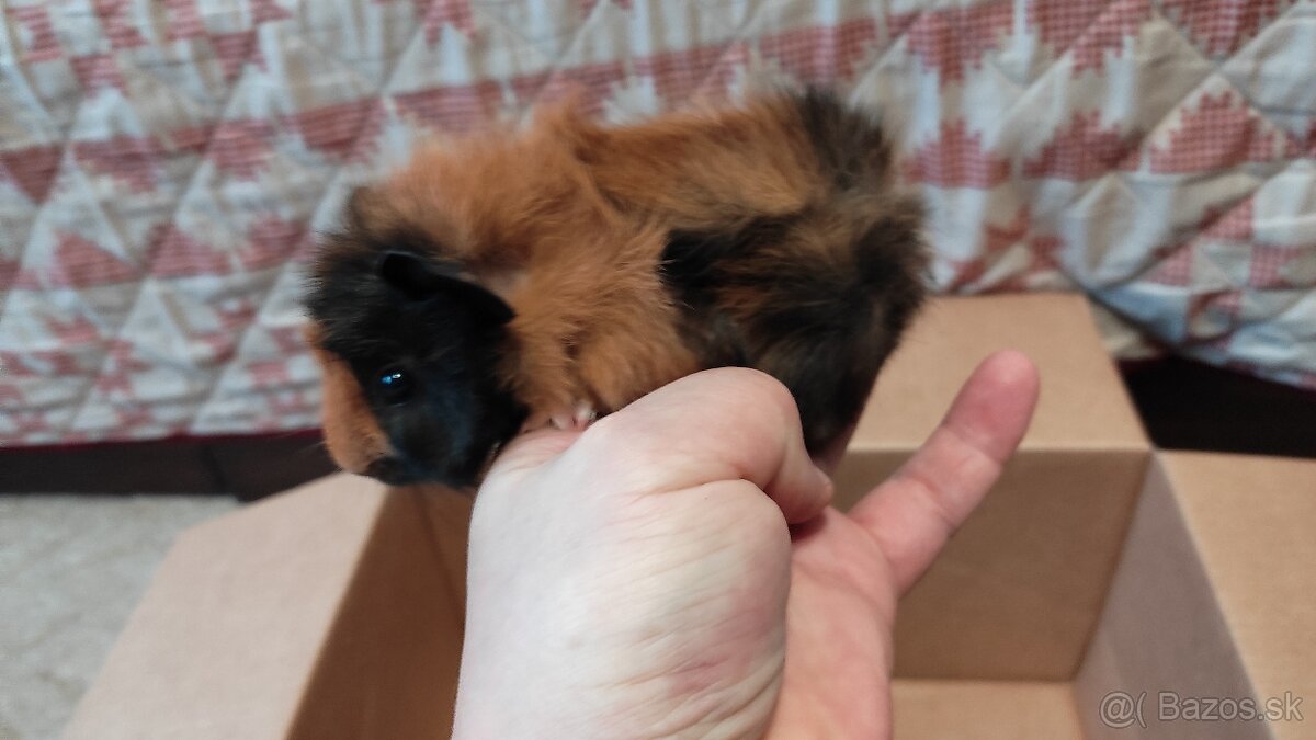 Morské prasiatka - 7