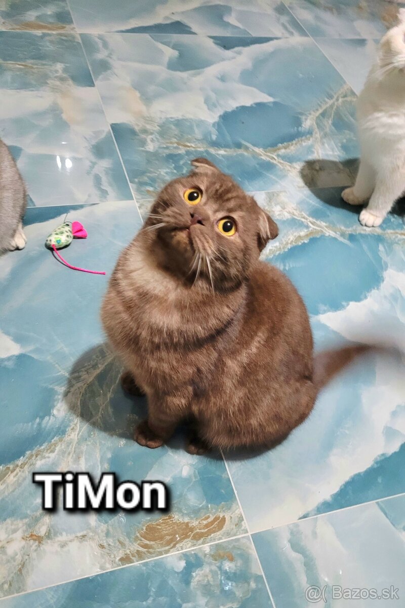 Škótske mačiatka s PP/F.TICA 25 - 7