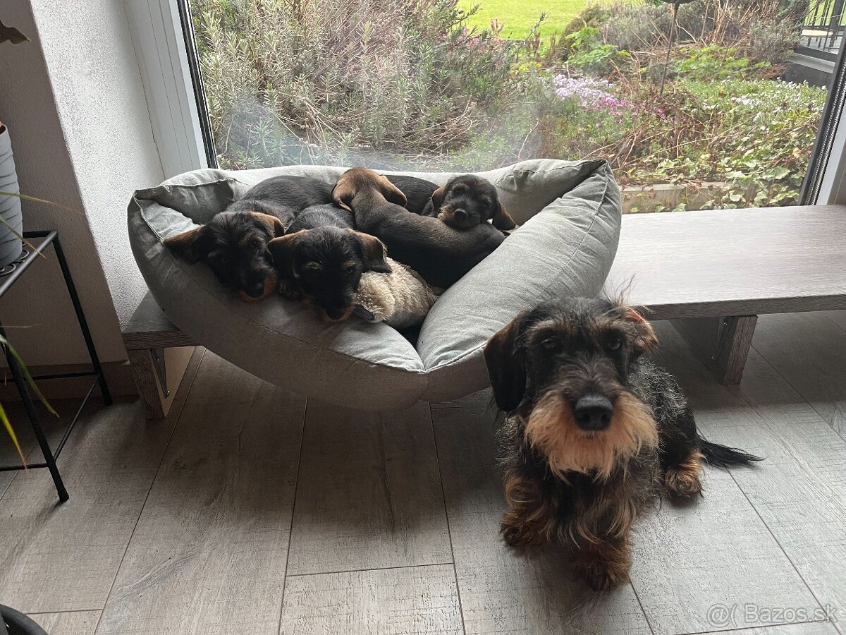 Jezevčík drsnosrstý trpasličí/králičí - 7