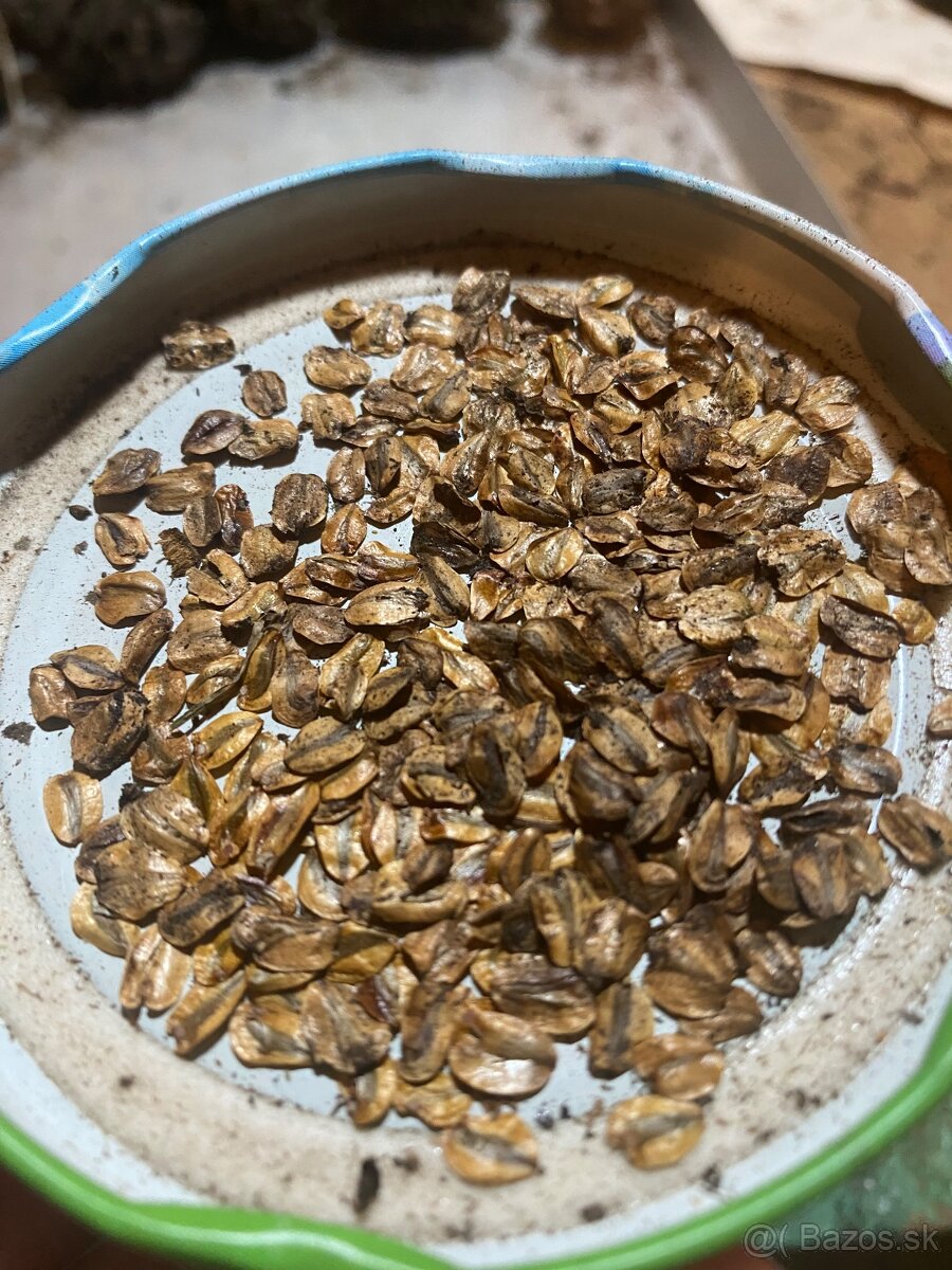 Sekvojovec Mamutí - semienka, šišky - 7