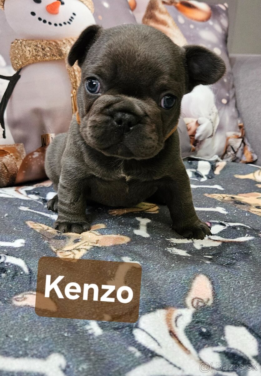 Francúzský buldoček - 7