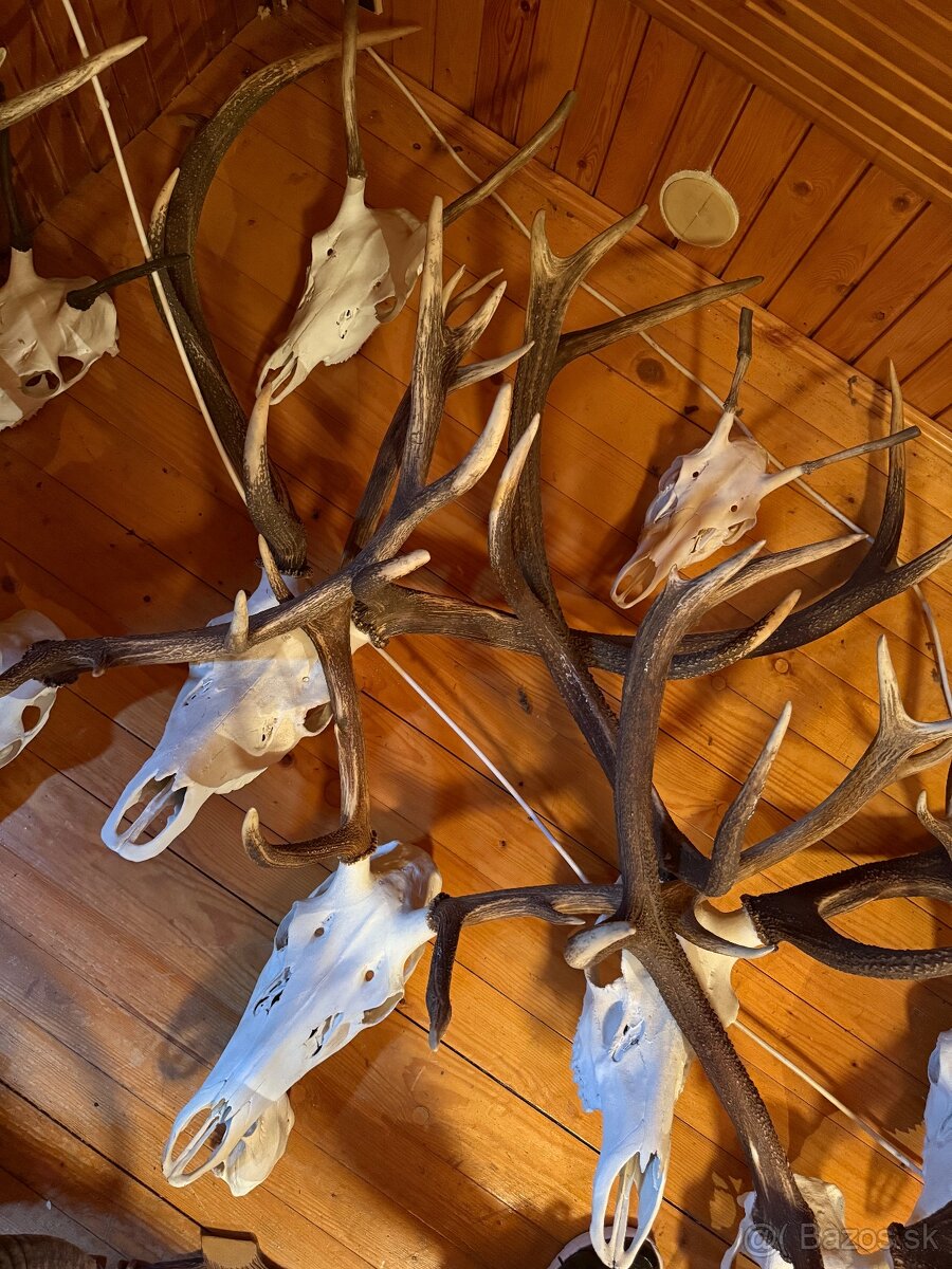 Poľovnícke trofeje - 7