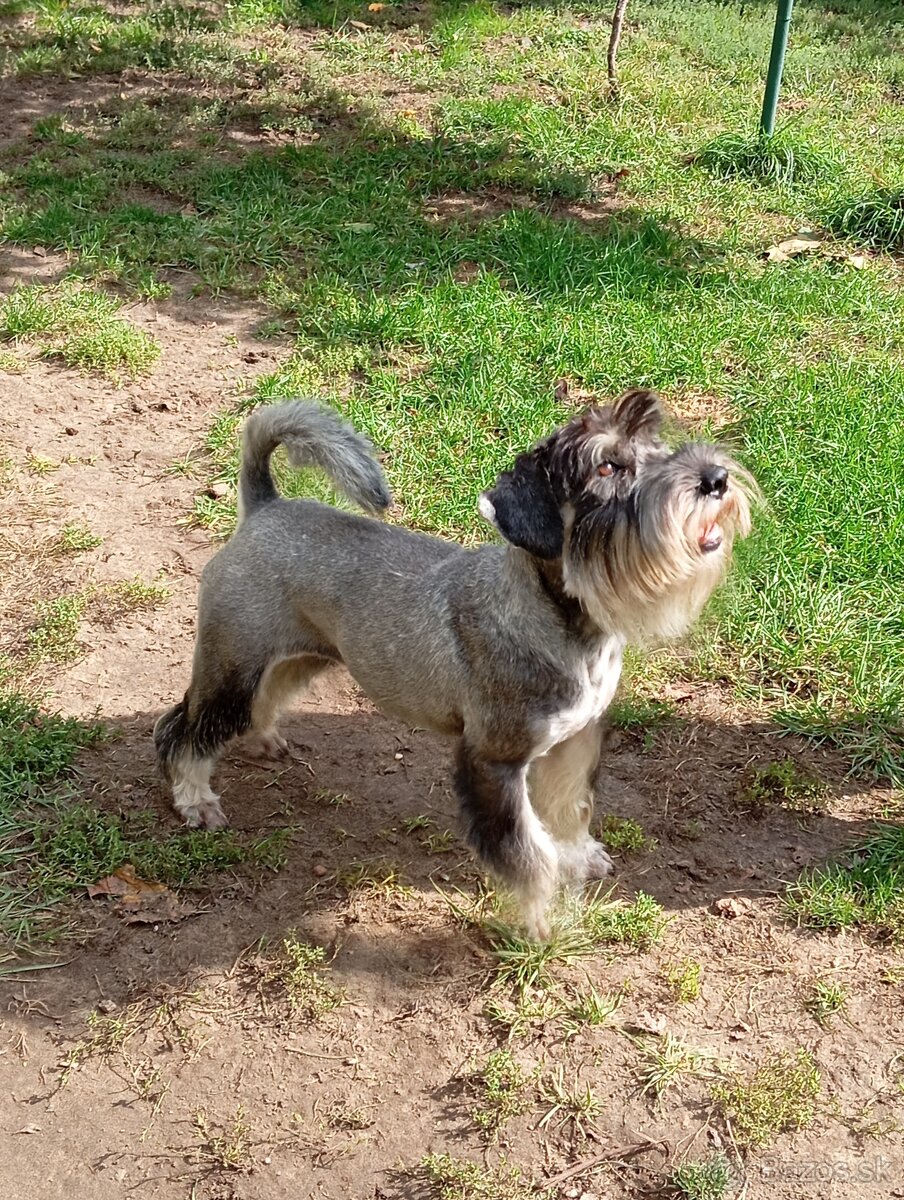 Predám šteniatka Bradáča stredného - 7