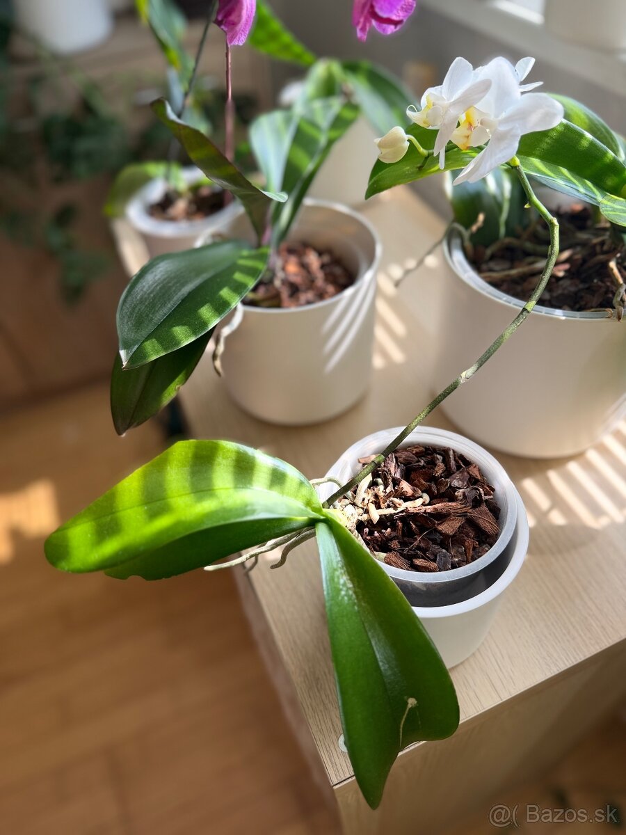 Zbierka orchideí - 7