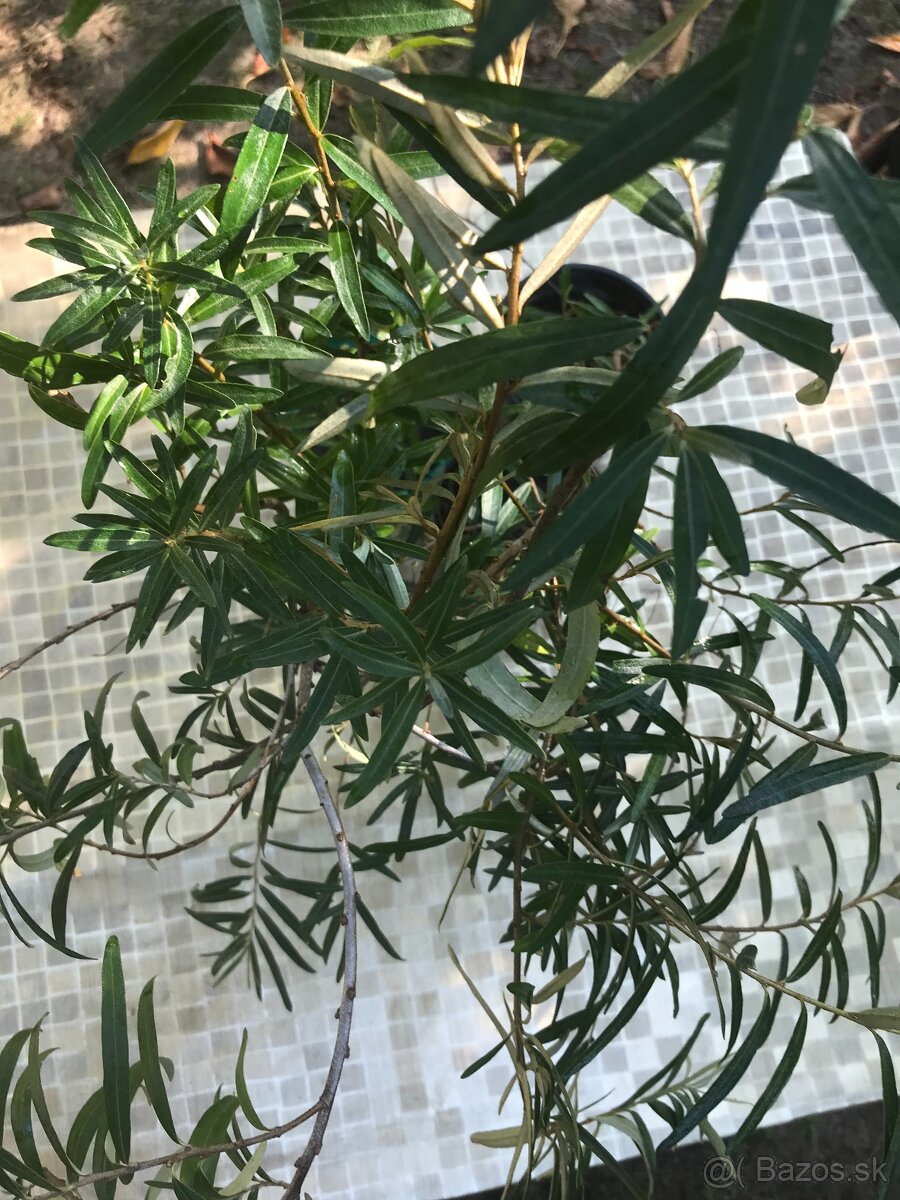 Predám RAKYTNÍK REŠETLIAKOVÝ, ker - 7