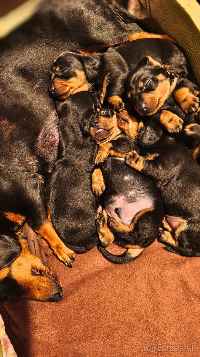 Jazvečík trpasličí - 7