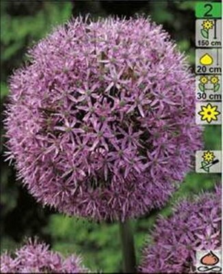 Cibuľky okrasných cesnakov - 7