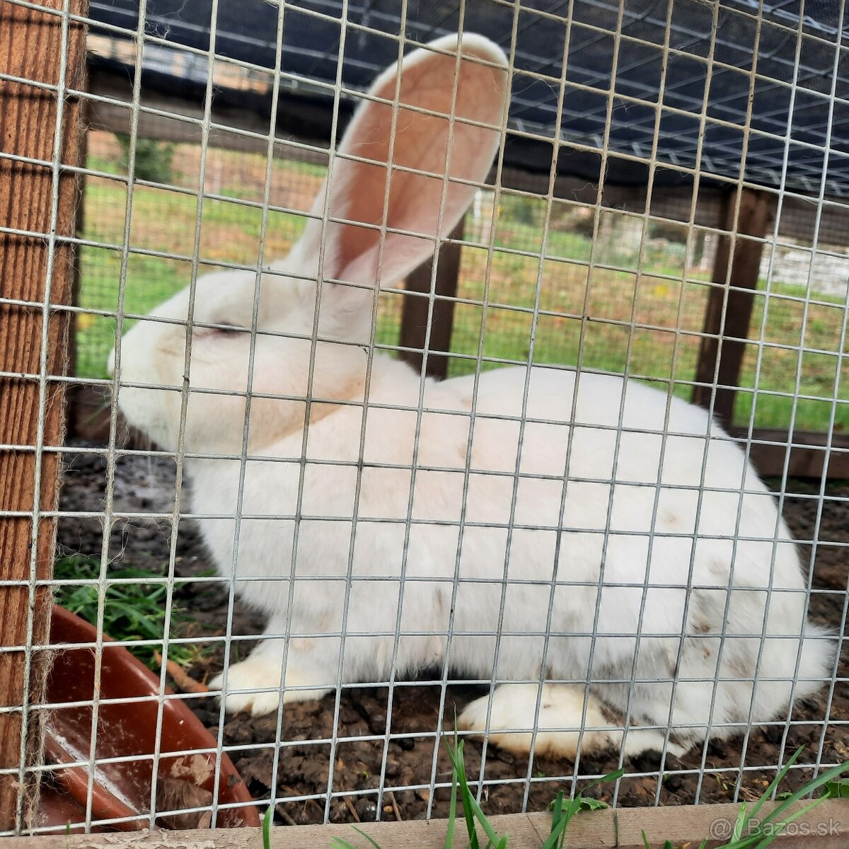 Králik Belgický obor biely - 7