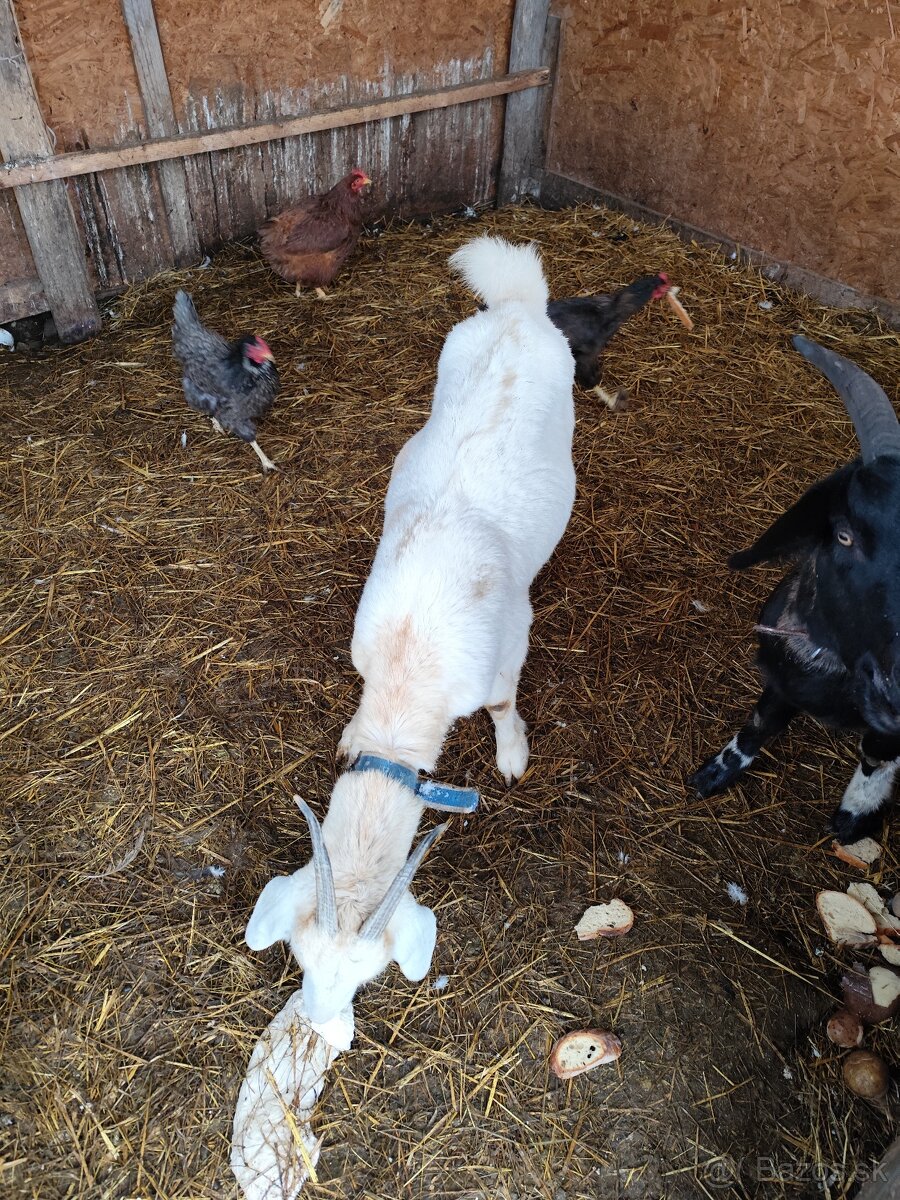 Predám kozy - 7