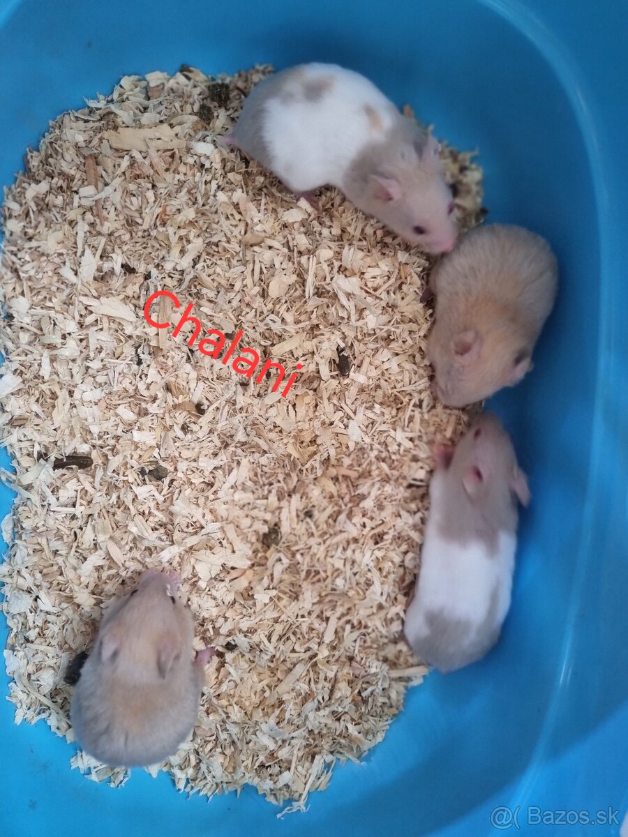 Škrečok sýrsky - 7