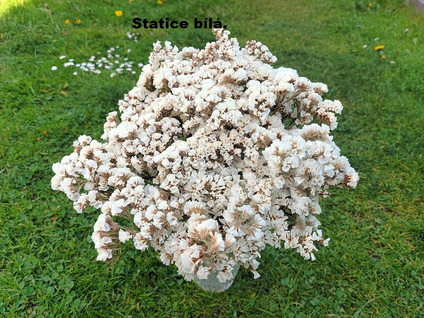 Sušené kvety - STATICE. - 7