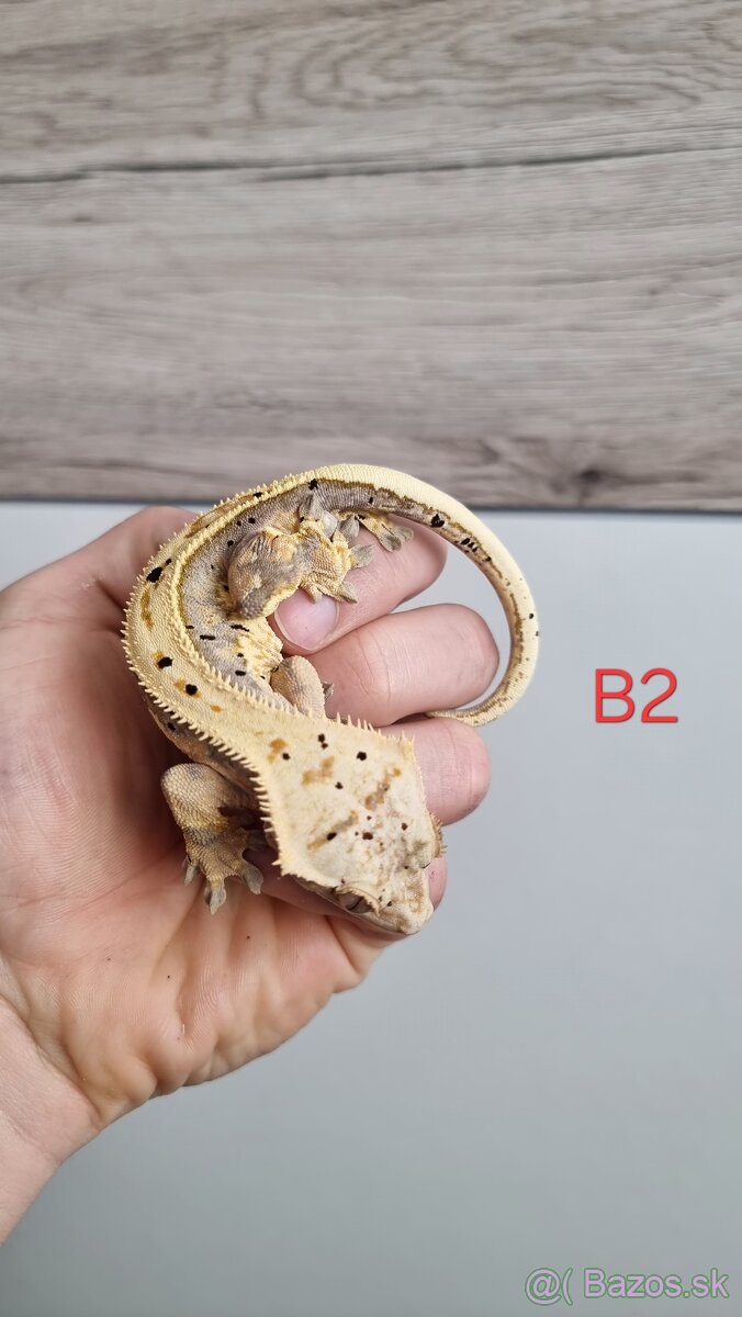 Pagekón riasnatý - 7