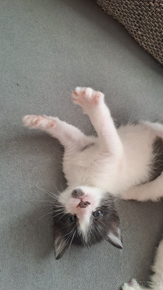 Darujem mačiatka - 7