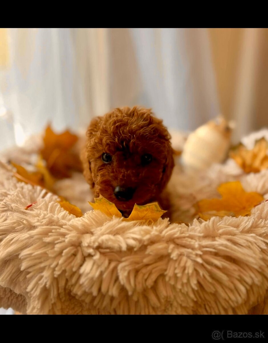 Dark Red miniature / Poodle / Pudlik / Poodel / pudel /pudl - 7