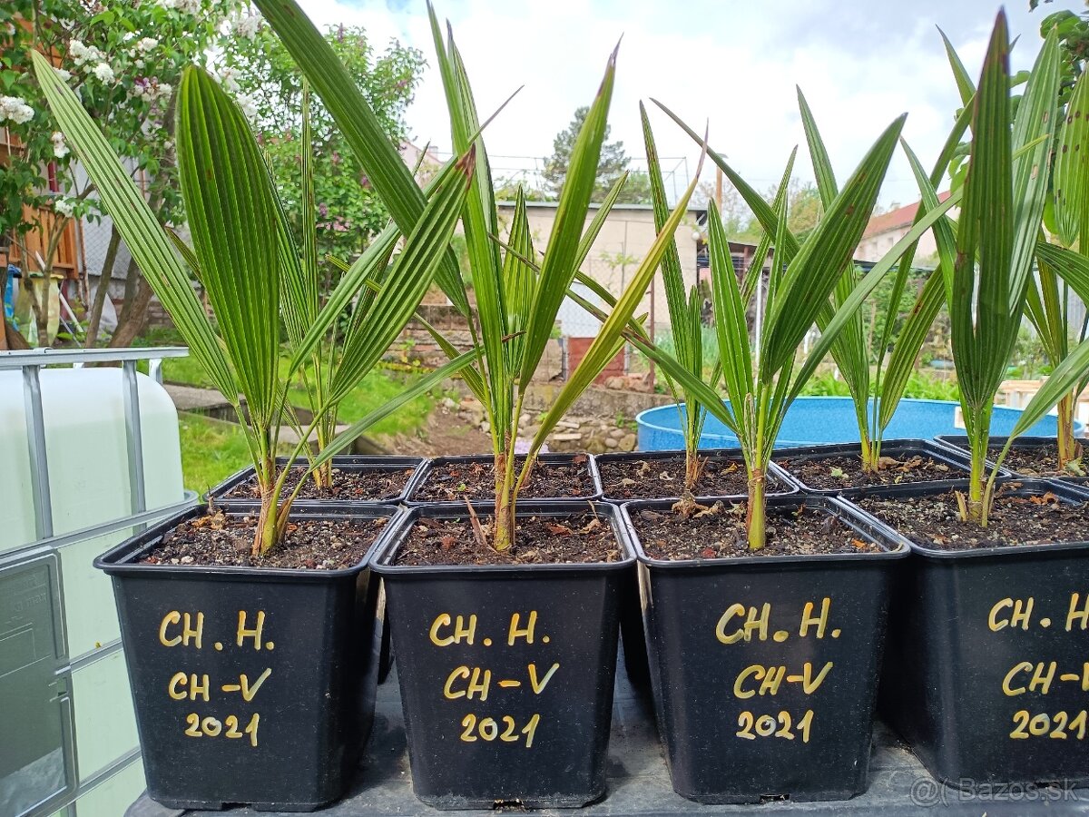 3,5 ročné palmy Trachycarpus Fortunei - 7