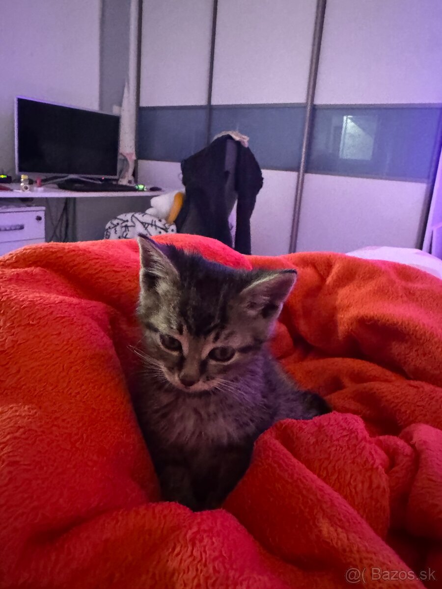 Darujem kocúrika - 7