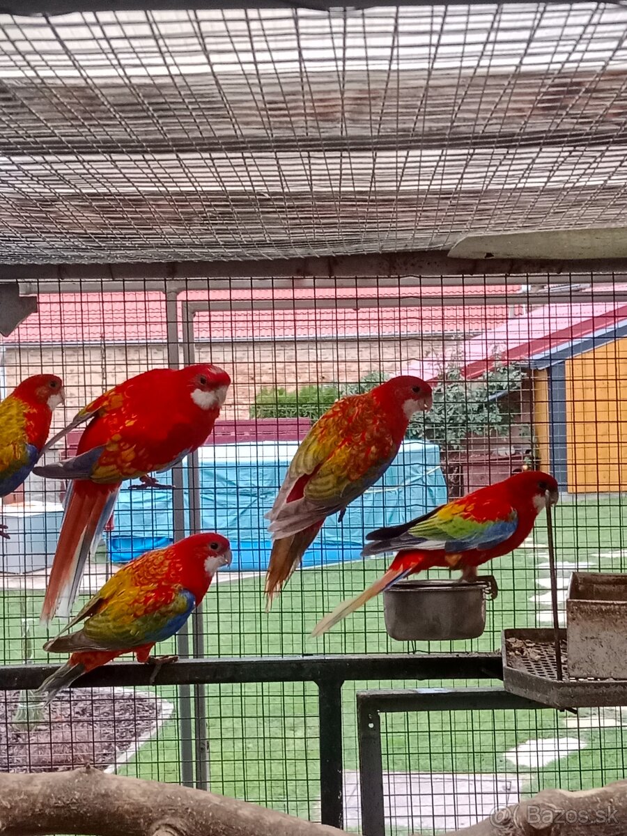 Prodám roselu gold gold opalin - 7