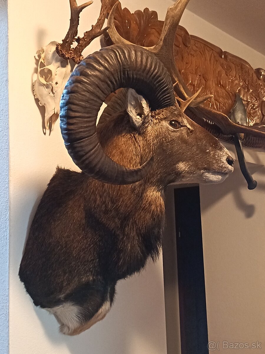 Na predaj – Taxidermy muflón - 7
