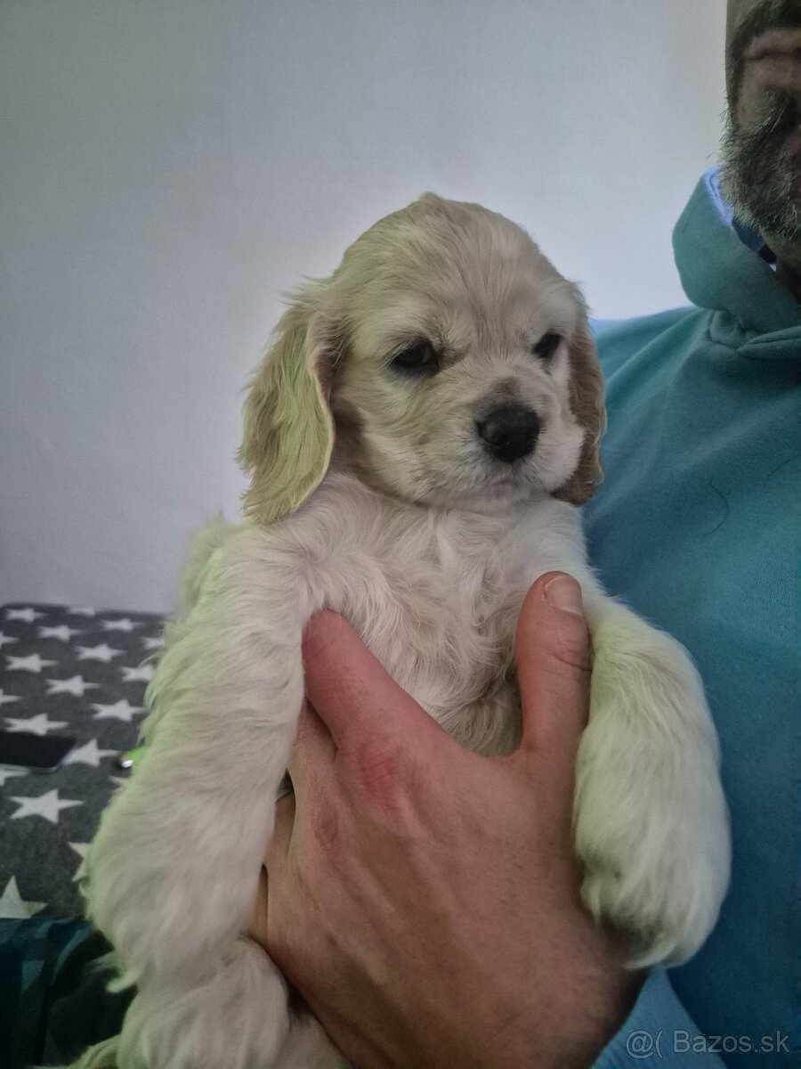 Americký kokeršpaniel - 7