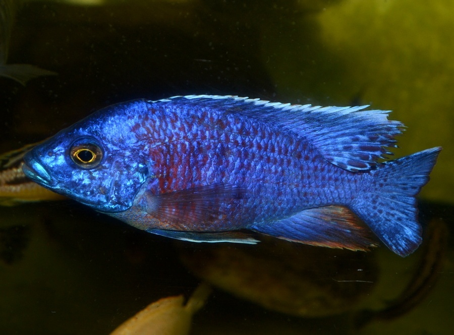 AFRICKÉ CICHLIDY - 7