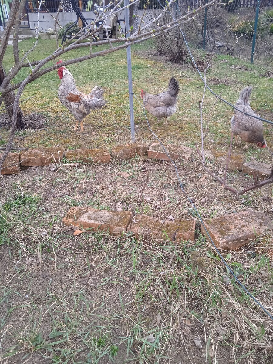 Vajíčka Cream Legbar - 7