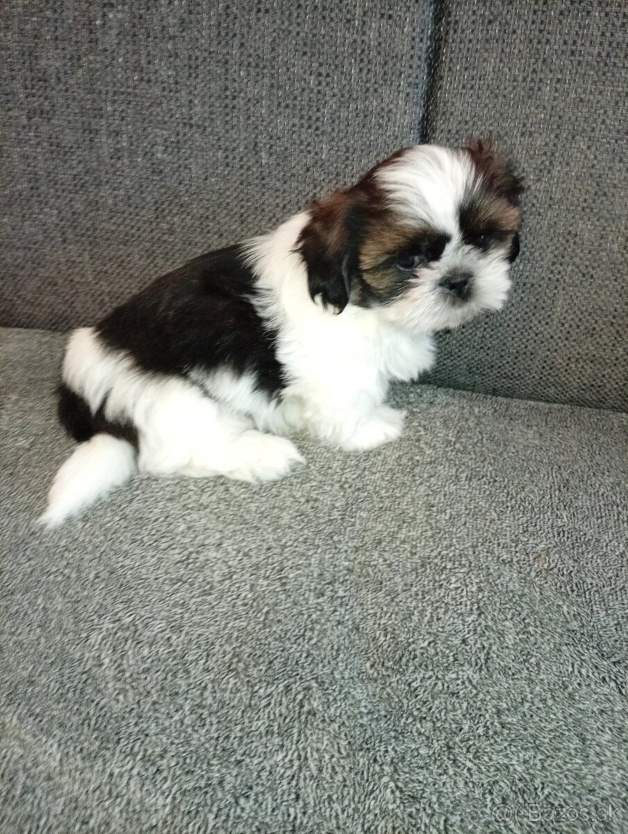 SHIH-TZU - 7