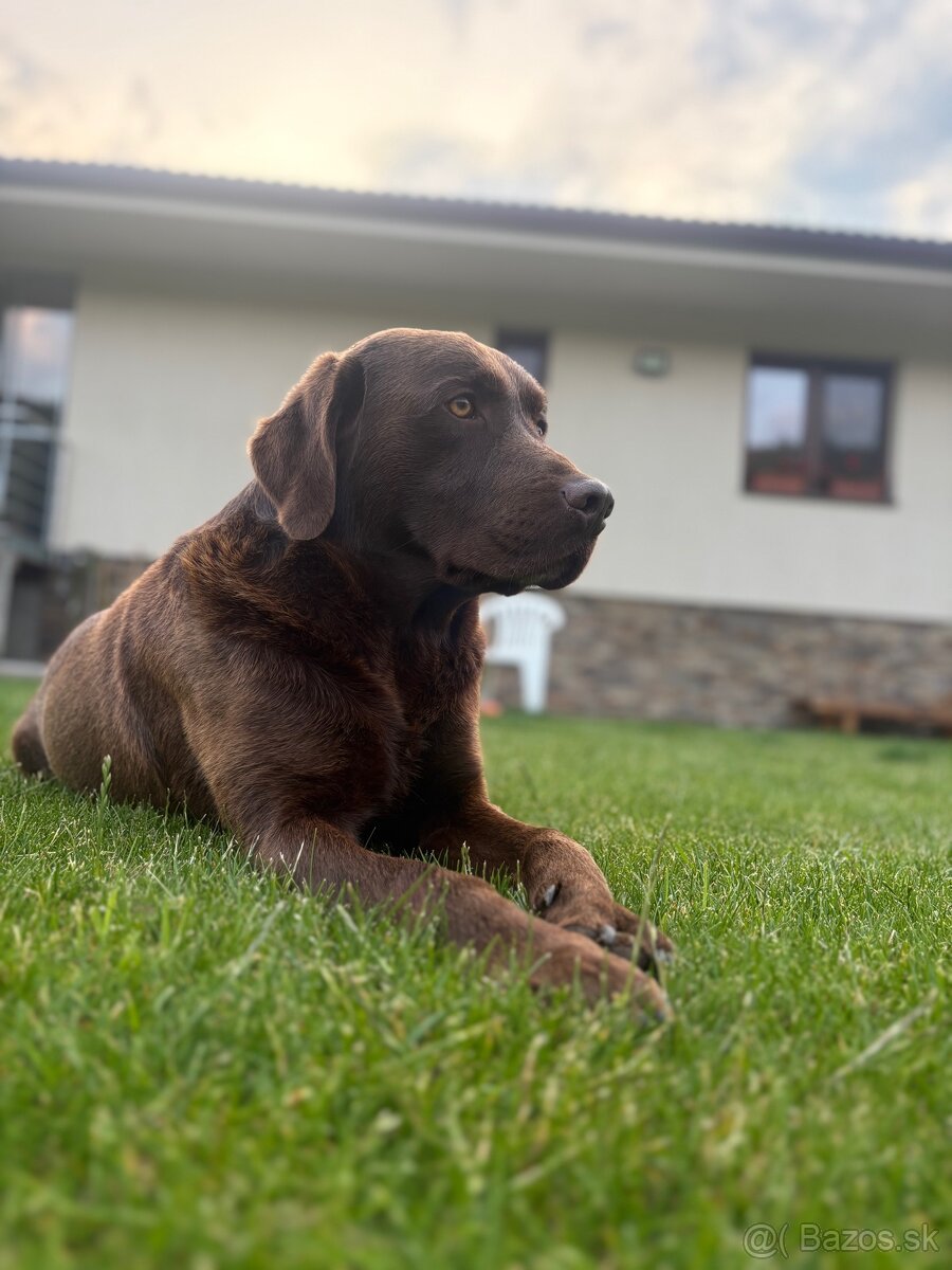 Čokoladovy labrador na krytie. - 7