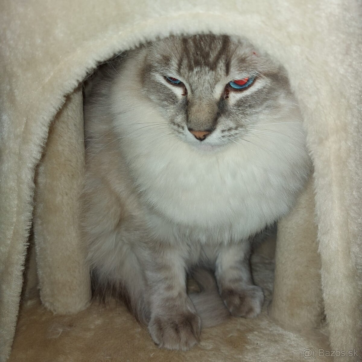 Ponukam kocura ragdoll na krytie - 7