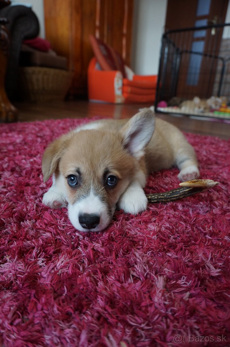 Welsh Corgi Pembroke - 7