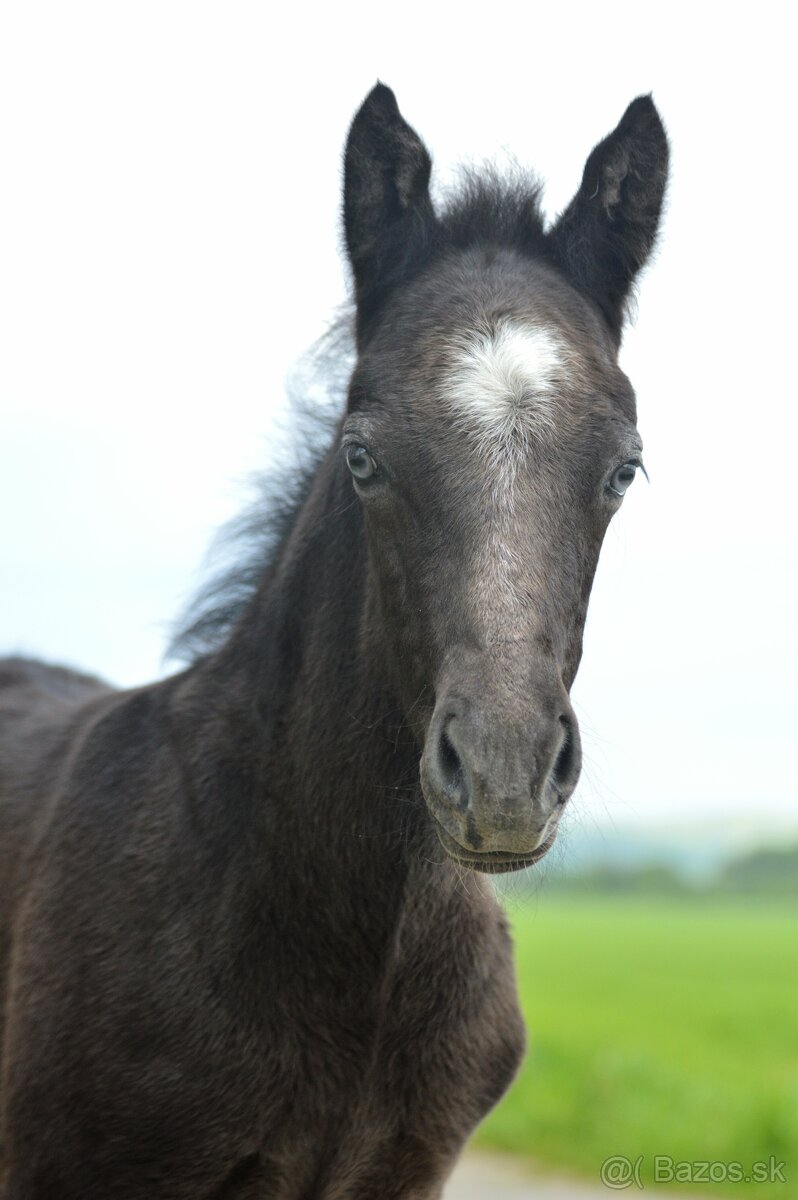 Zrebec pre sezonu 2026, pony - 7