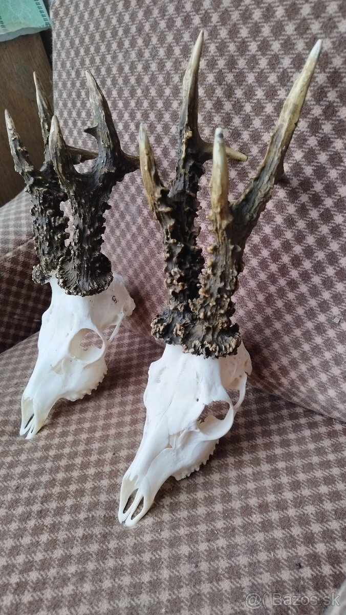 Ponúkame na predaj odliatky zlatých srncou Parožie zhody tr - 7