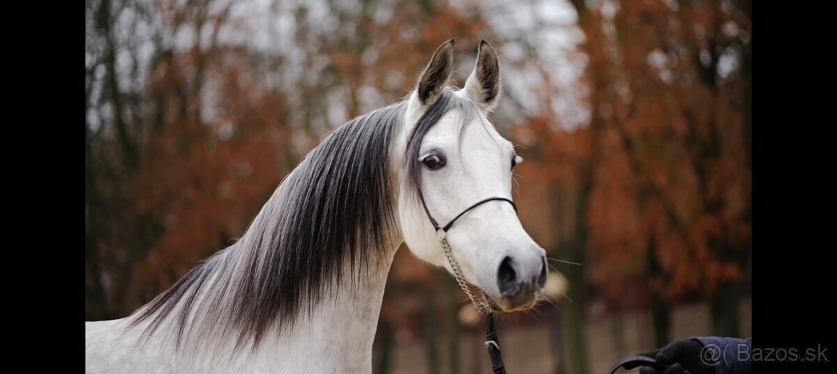 Arabský plnokrvník - 7