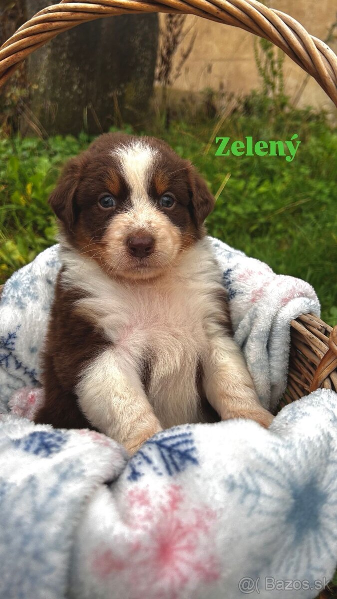 Australský ovčák bez PP - 7