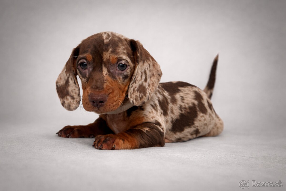 Jazvečík trpasličí hladkosrstý - 7