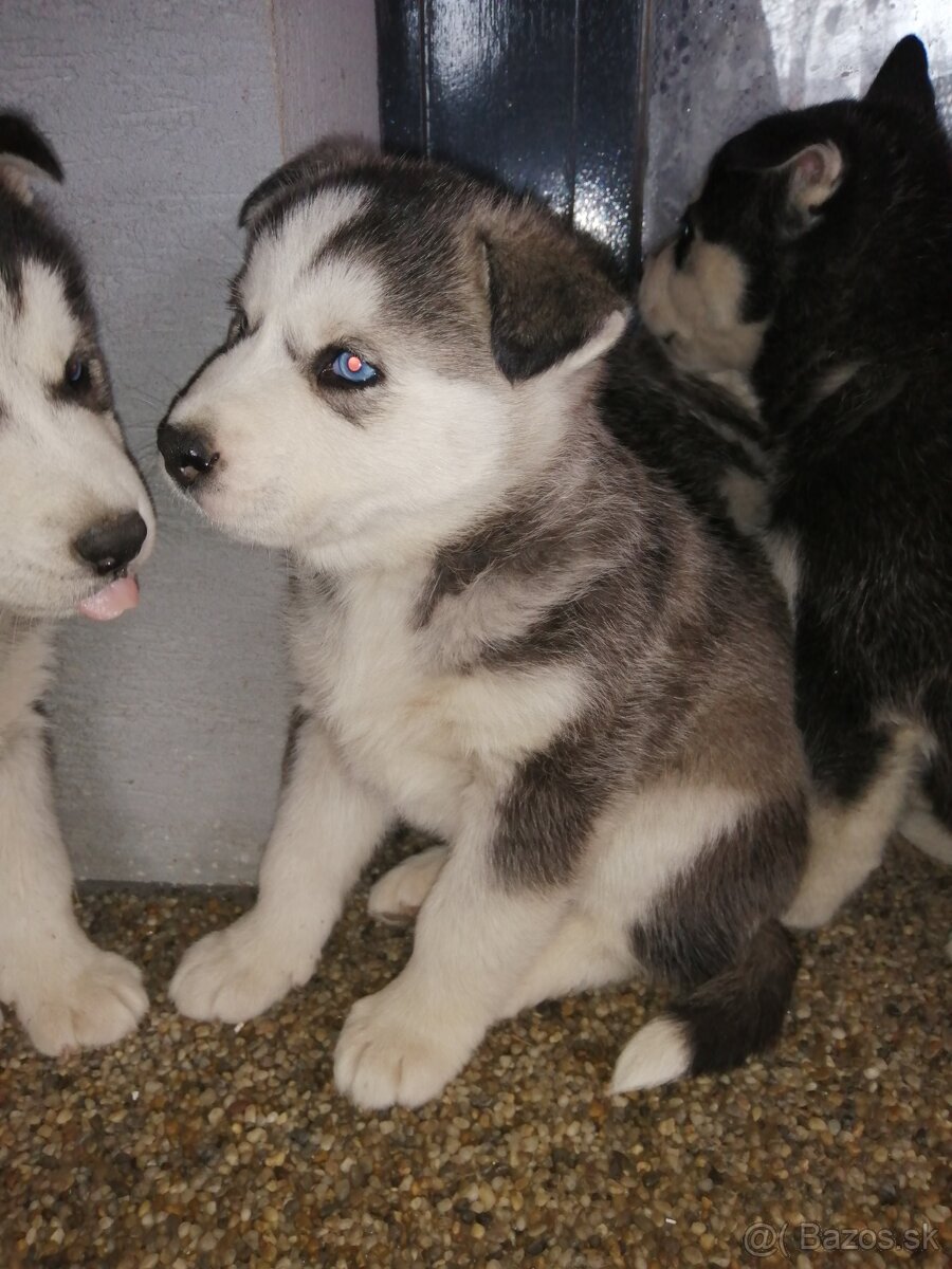Sibirsky húsky - 7