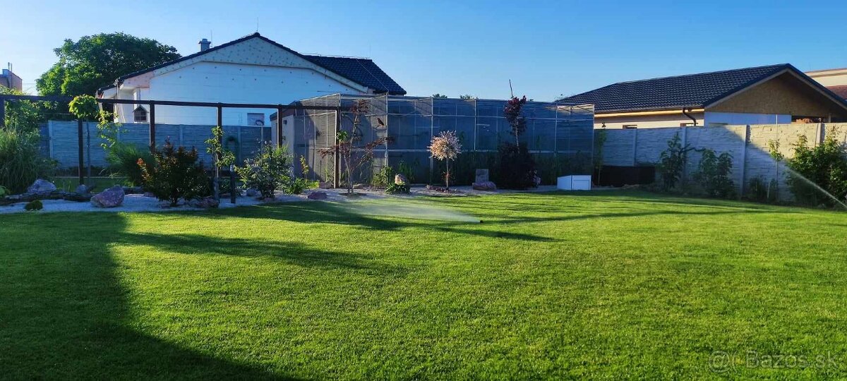 Žako kongo maznáčikovia - 7