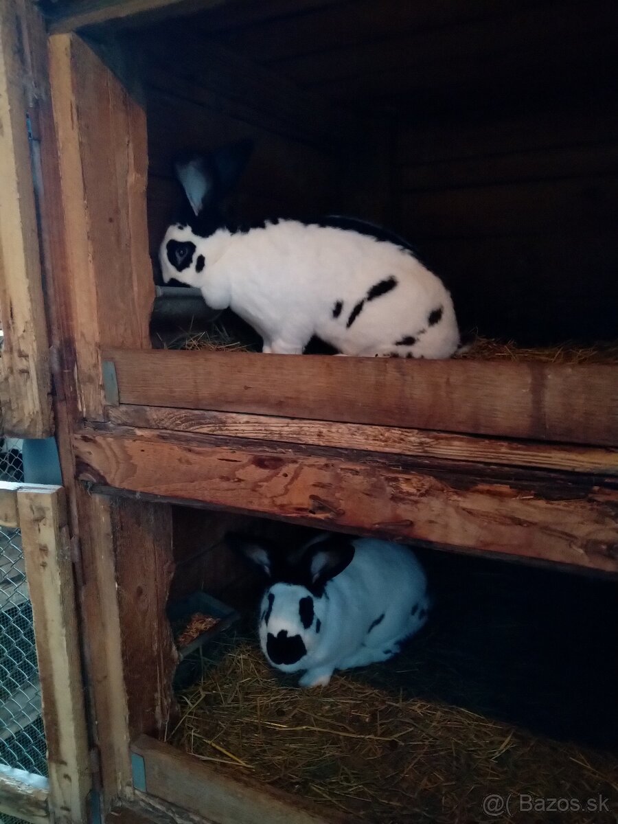 Nemecký obrovitý strakáč - 7