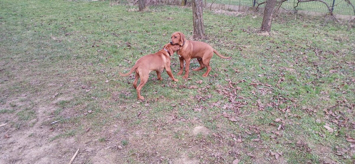 Rhodesian Ridgeback - 7