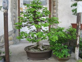 bonsai,bonsaj-hrab 3 - 7