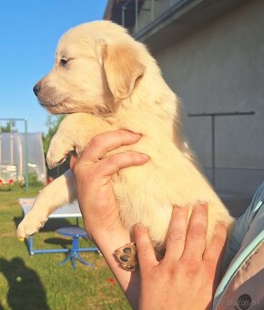 Zlatý retriever - 7