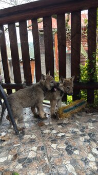 Šteniatka- Československý vlčiak - 7