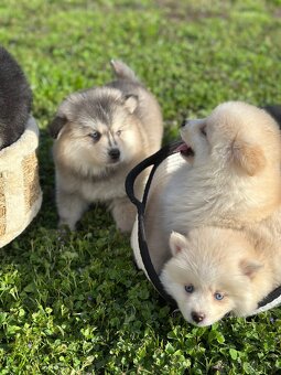 Pomsky / Pomeranian / Husky - 7