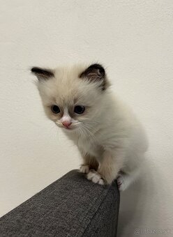 Ragdoll mačiatka - 7