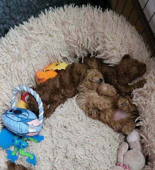 Pudel Pudlik mini toy ❣️ - 7
