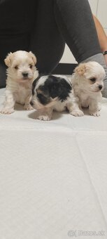 Predám Yorkshire terrier mini - 7