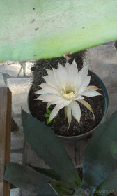 Kvety kaktus sukulent 01 - 7