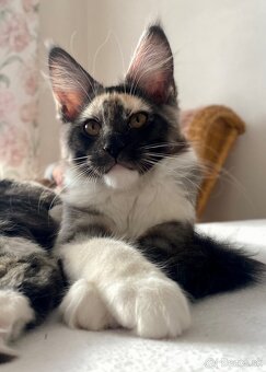 Mainská mývalia , Maine Coon , MCO s PP - 7