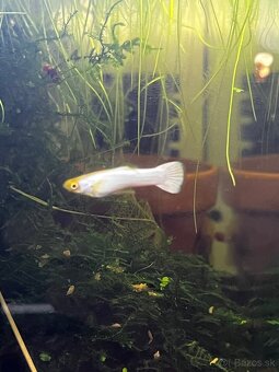 Gupky | Endlerky | Živorodky (NR) - 7